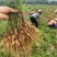广西优良品种大天冬苗300万株基地直销，3到50个薯左右