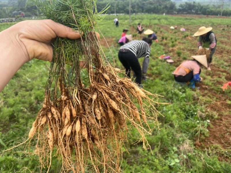 广西优良品种大天冬苗300万株基地直销，3到50个薯左右
