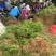 广西优良品种大天冬苗300万株基地直销，3到50个薯左右