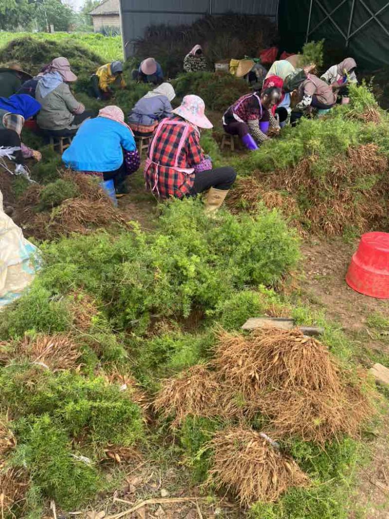 广西优良品种大天冬苗300万株基地直销，3到50个薯左右
