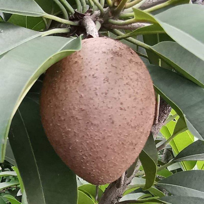 人心果