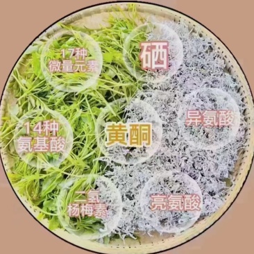 湘西永顺莓茶
