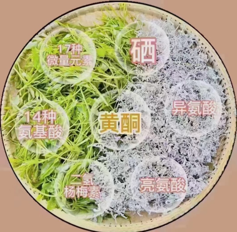 湘西永顺莓茶