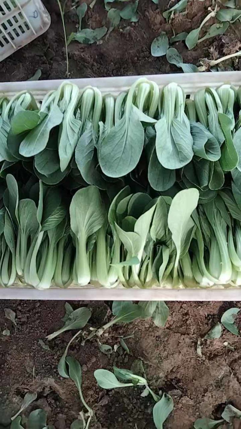 【推荐】油菜/上海青/大量有货/长期供应/欢迎来电详谈