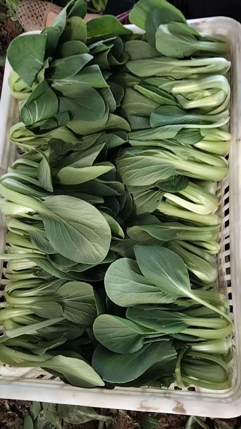 【推荐】油菜/上海青/大量有货/长期供应/欢迎来电详谈