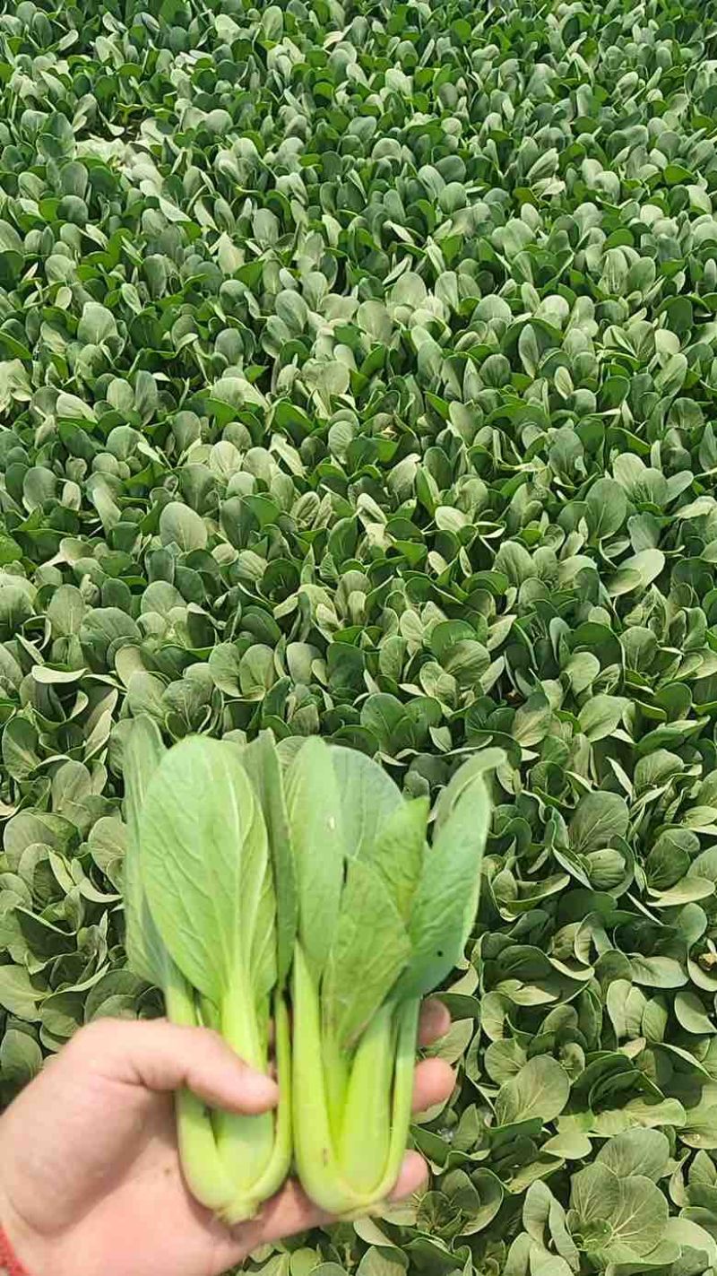【推荐】油菜/上海青/大量有货/长期供应/欢迎来电详谈