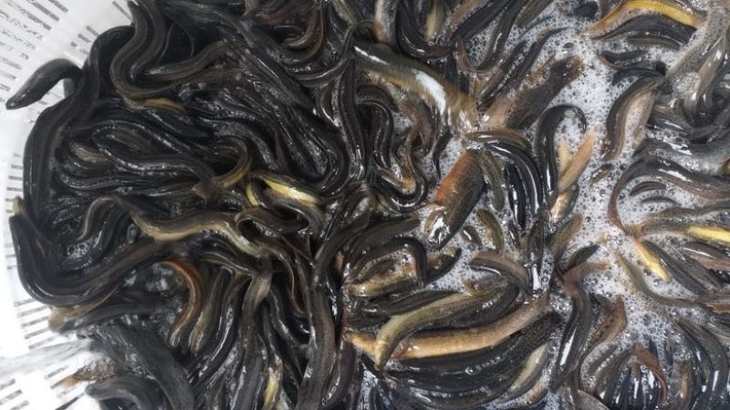 黄鳝本地正宗稻田鳝鱼，各种规格都有，现货现发，都是当天抓