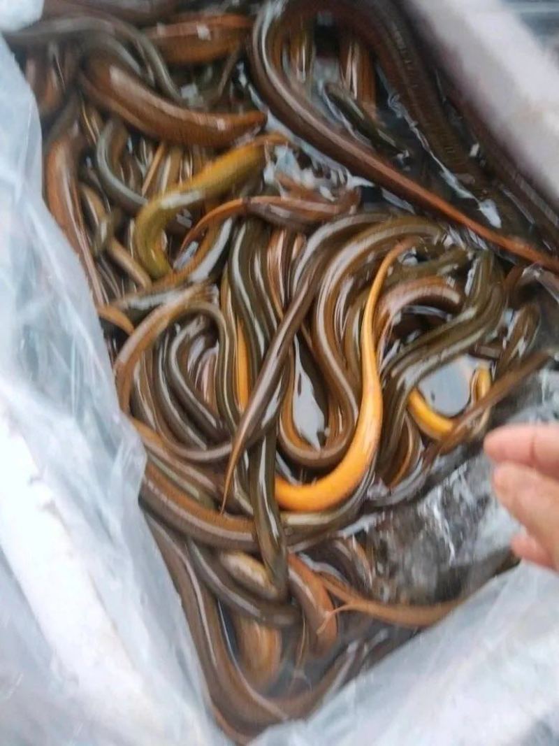 黄鳝本地正宗稻田鳝鱼，各种规格都有，现货现发，都是当天抓