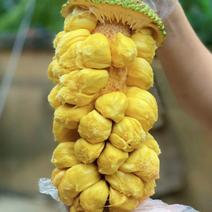 海南菠萝蜜大量供应全国诚信全国发货合作欢迎来电