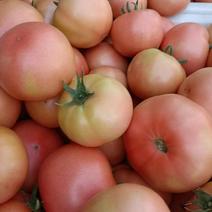精品西红柿河北普罗旺斯西红柿量大从优质量保证欢迎咨询