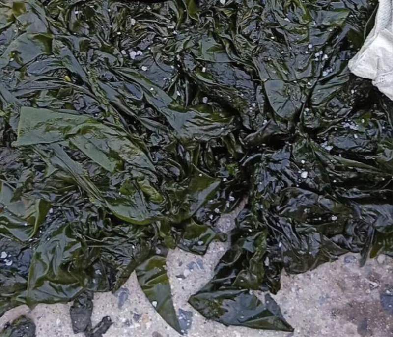 海带边食品饲料喂鲍鱼海参