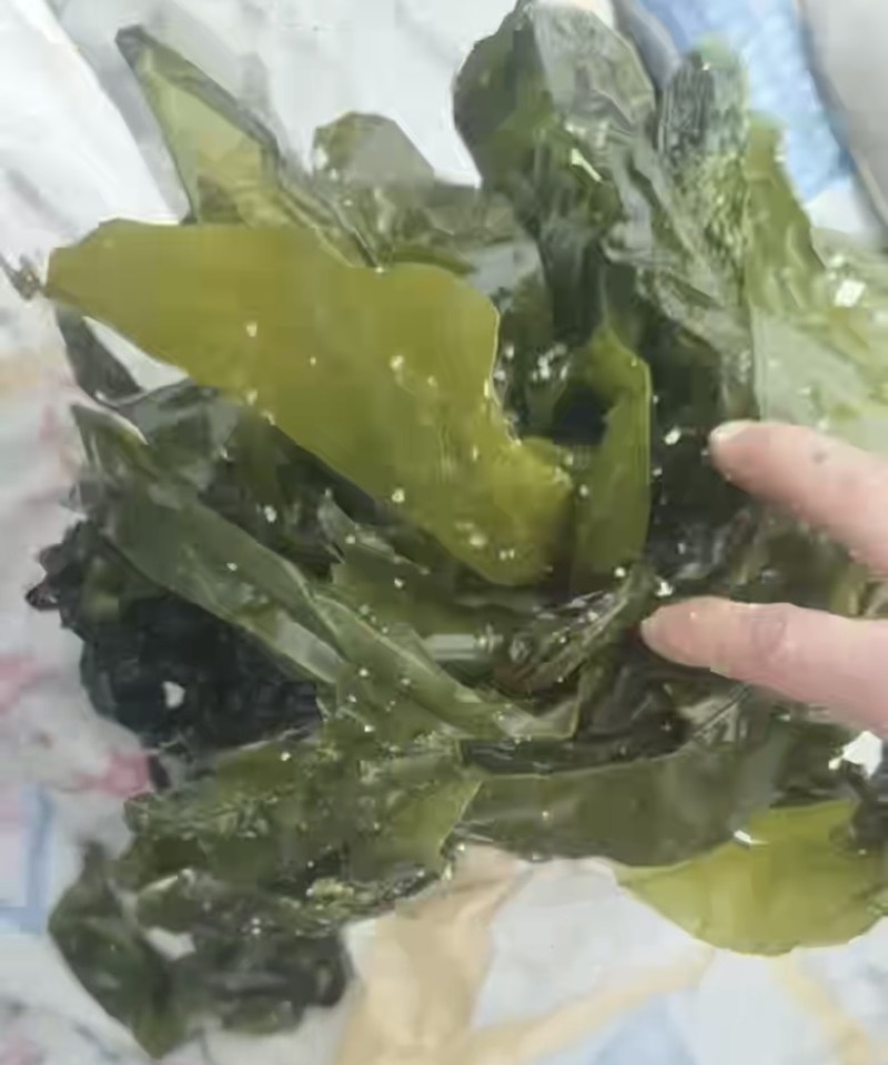 海带边食品饲料喂鲍鱼海参