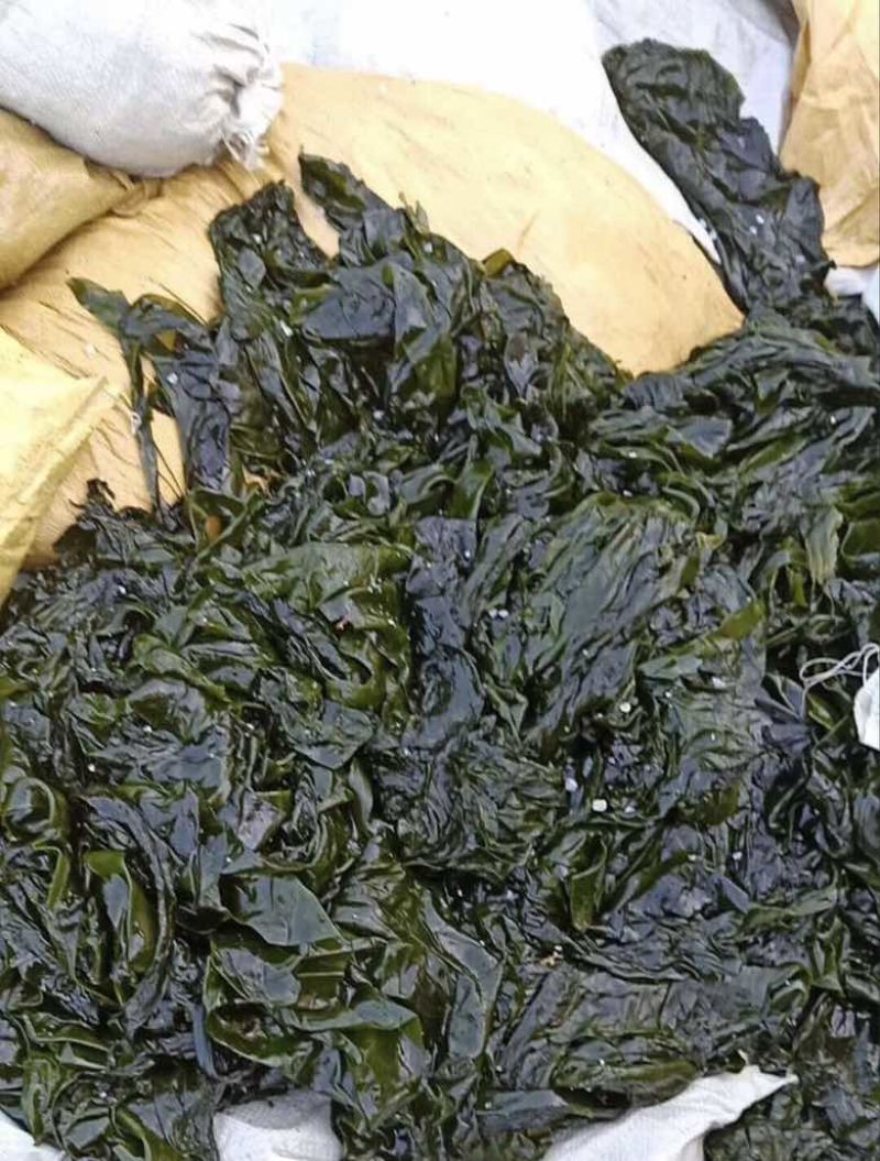 海带边食品饲料喂鲍鱼海参