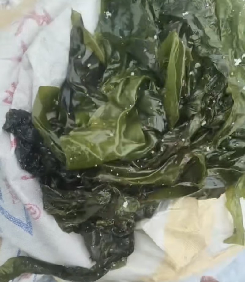 海带边食品饲料喂鲍鱼海参