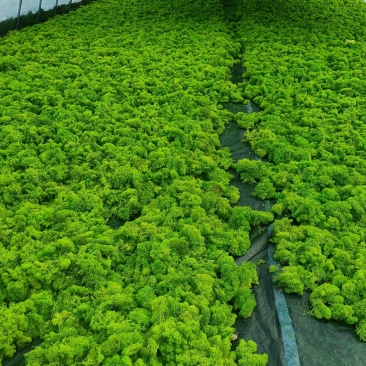 大批量苔藓园圃直发成活率高