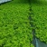 大批量苔藓园圃直发成活率高