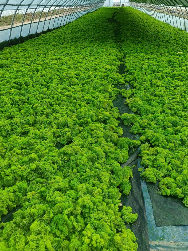 大批量苔藓园圃直发成活率高