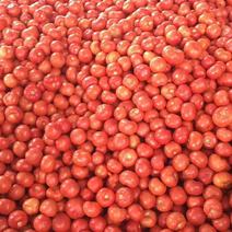 番茄硬粉上市啦一手货源保质保量。价格实惠