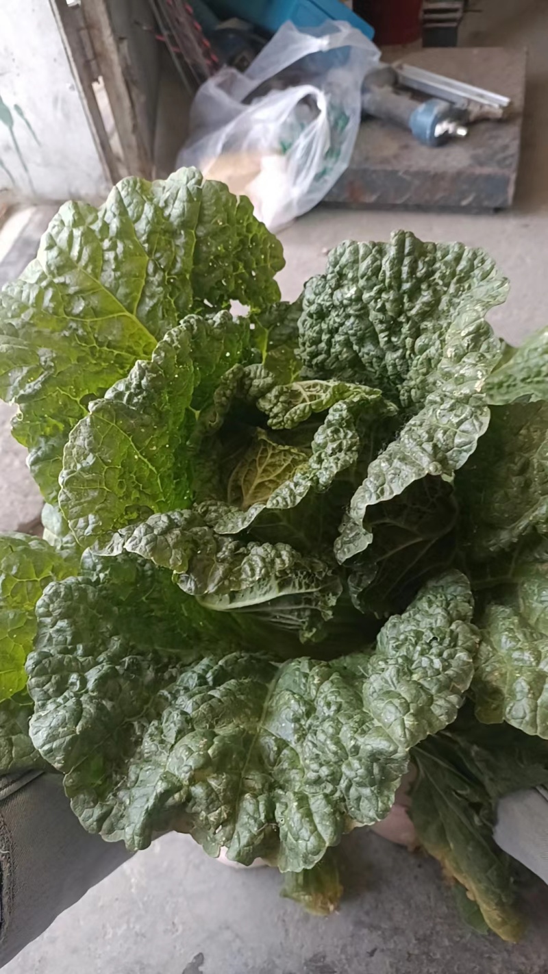 河南娃娃菜