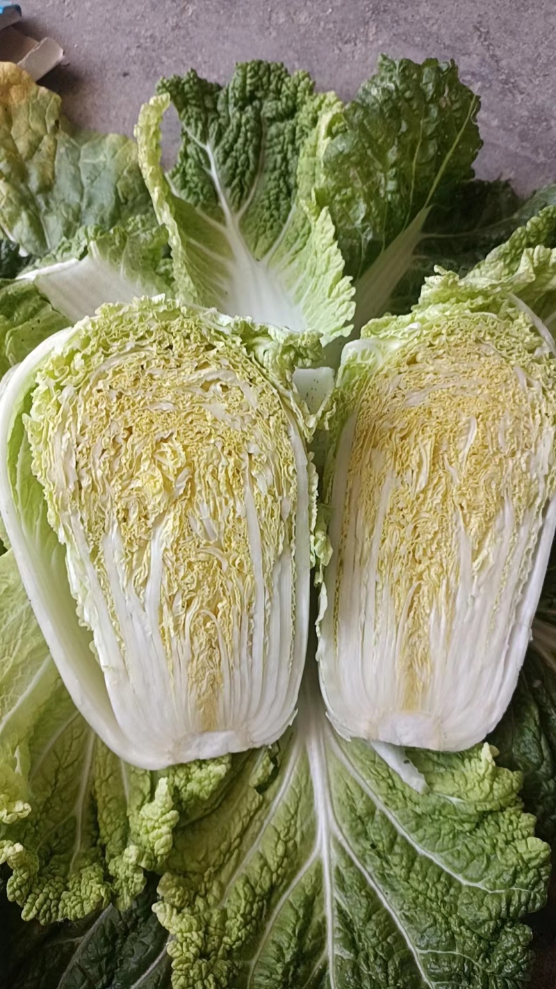 河南娃娃菜