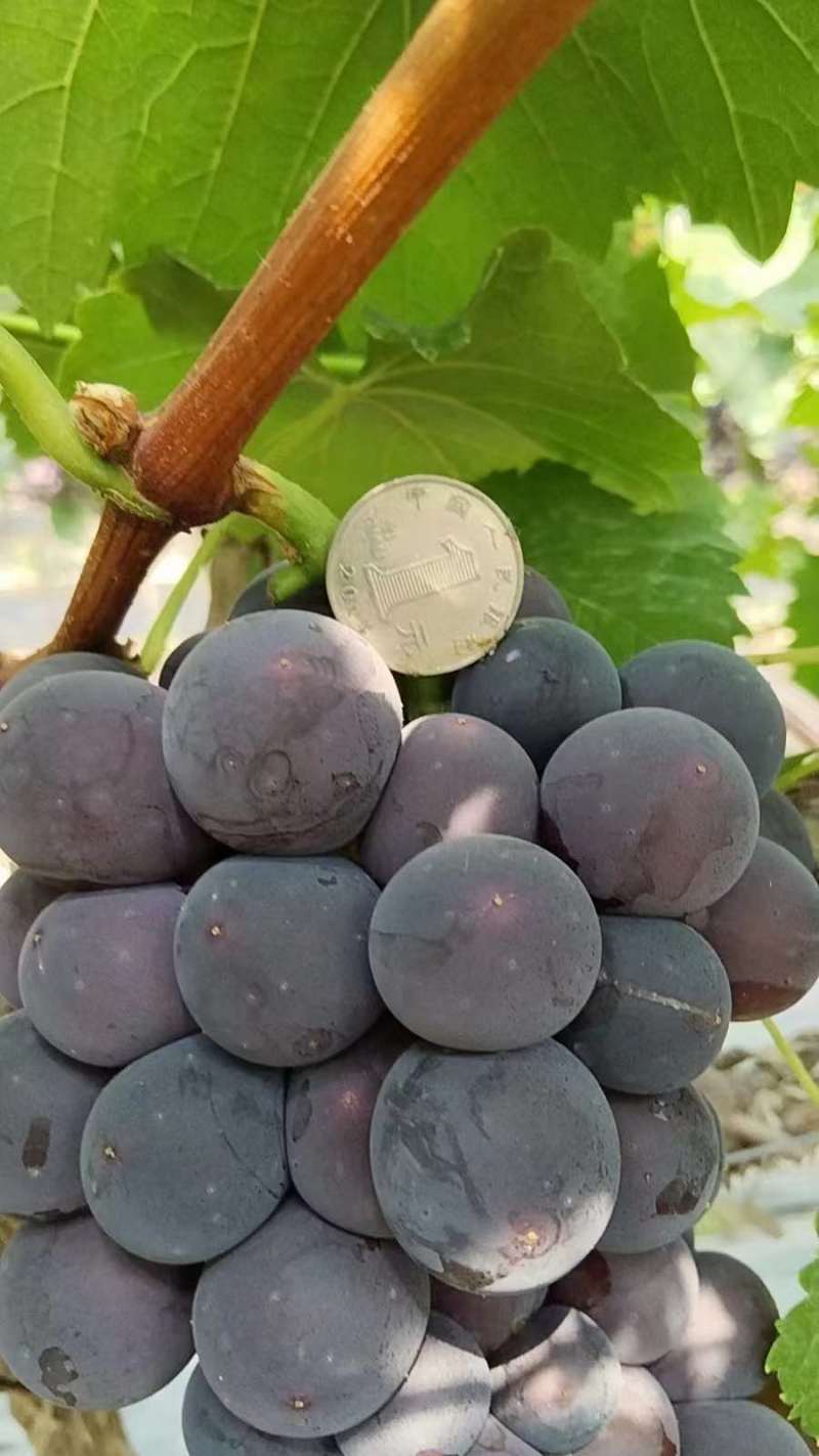 夏黑葡萄巨峰葡萄新沂葡萄阳光玫瑰尼纳皇后专业代办