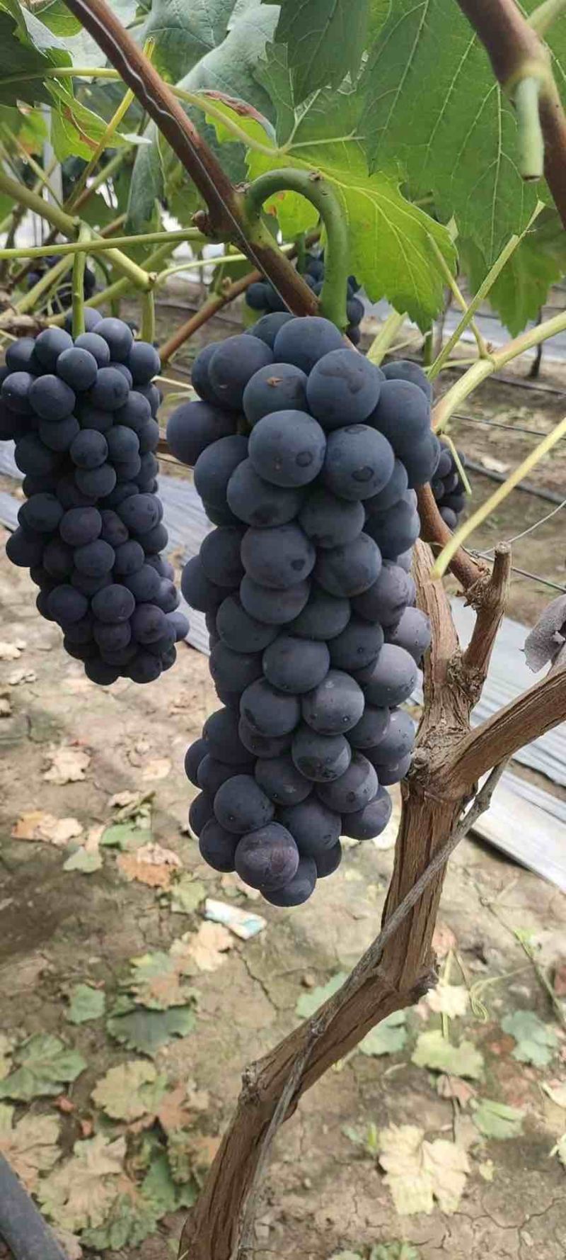 夏黑葡萄巨峰葡萄新沂葡萄阳光玫瑰尼纳皇后专业代办