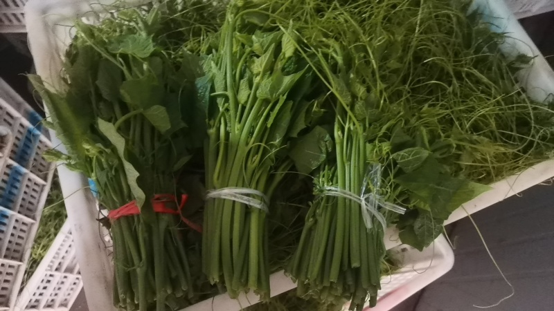 叶菜