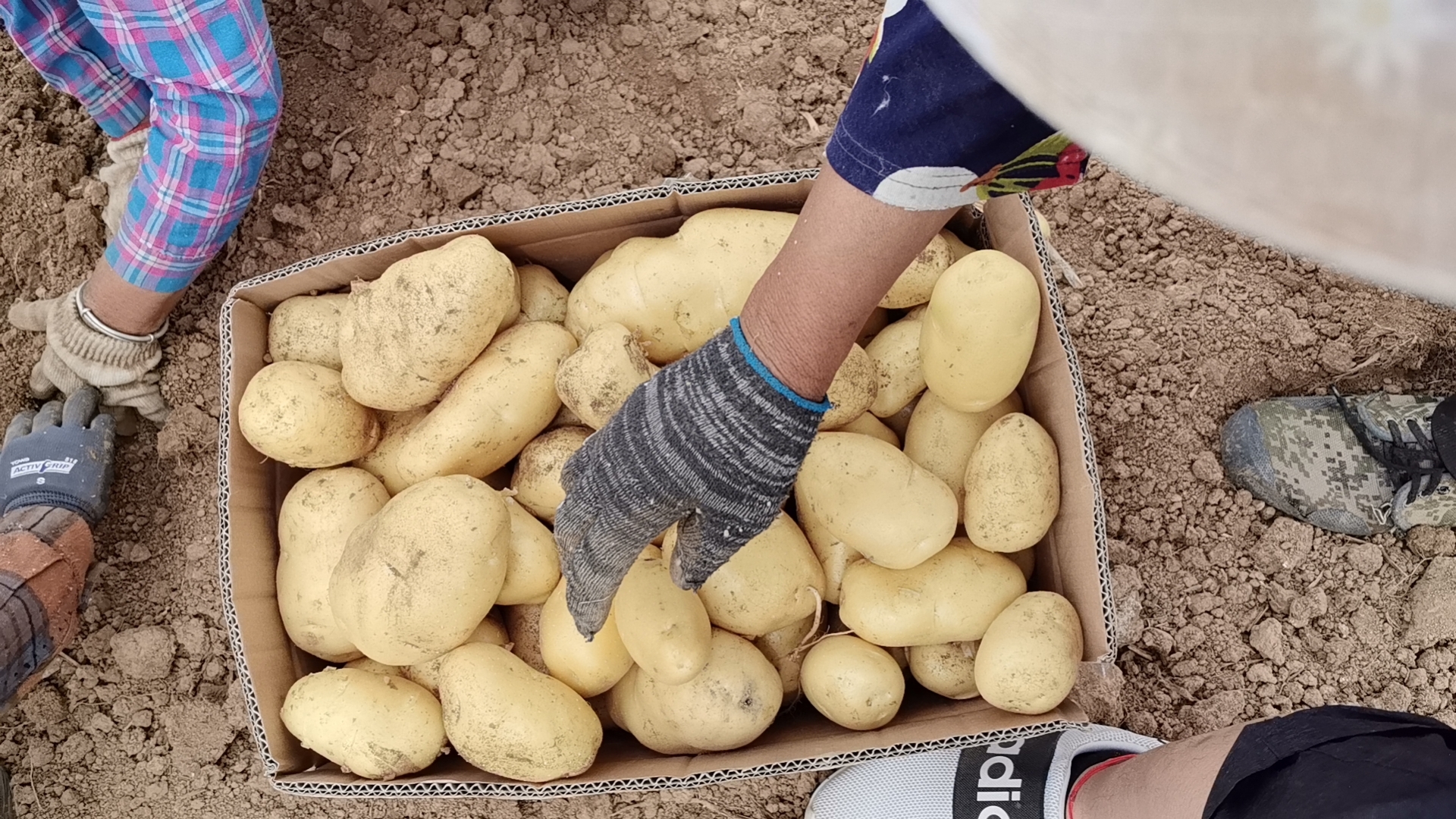 一台小型马铃薯收获机正在田间作业,翻出土层后的荷兰806土豆块茎清晰可见,工人在现场进行初步筛选,旁边堆放着编织袋包装的成品薯,地面整洁无过多泥土残留,体现高效采收流程 荷兰806土豆采收与分拣现场图
