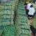 豆角大量上市