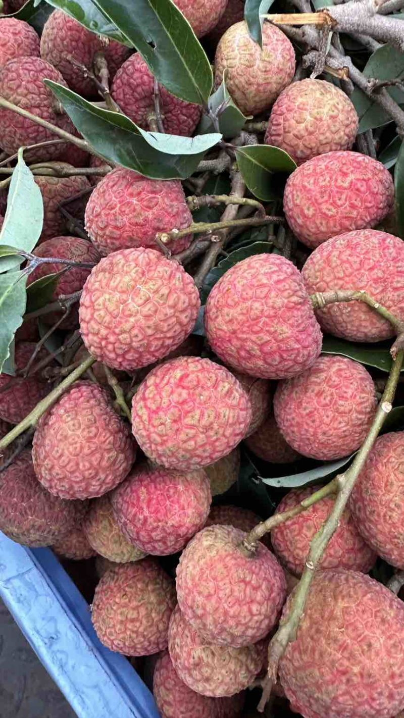 预售广东茂名电白区白糖罂荔枝，白糖罂荔枝大量供应专业代办