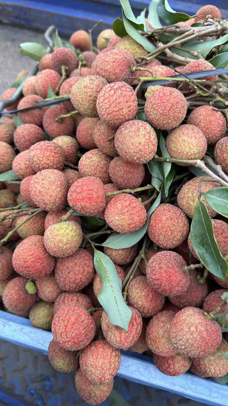 预售广东茂名电白区白糖罂荔枝，白糖罂荔枝大量供应专业代办