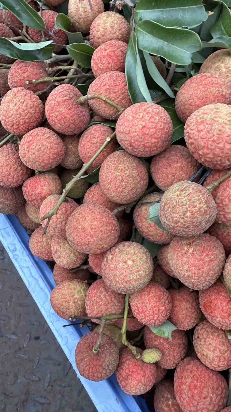 预售广东茂名电白区白糖罂荔枝，白糖罂荔枝大量供应专业代办