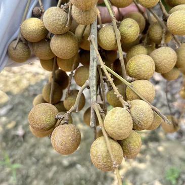 广东茂名电白区石硖龙眼，优质优选，核小肉厚，爆汁甜脆