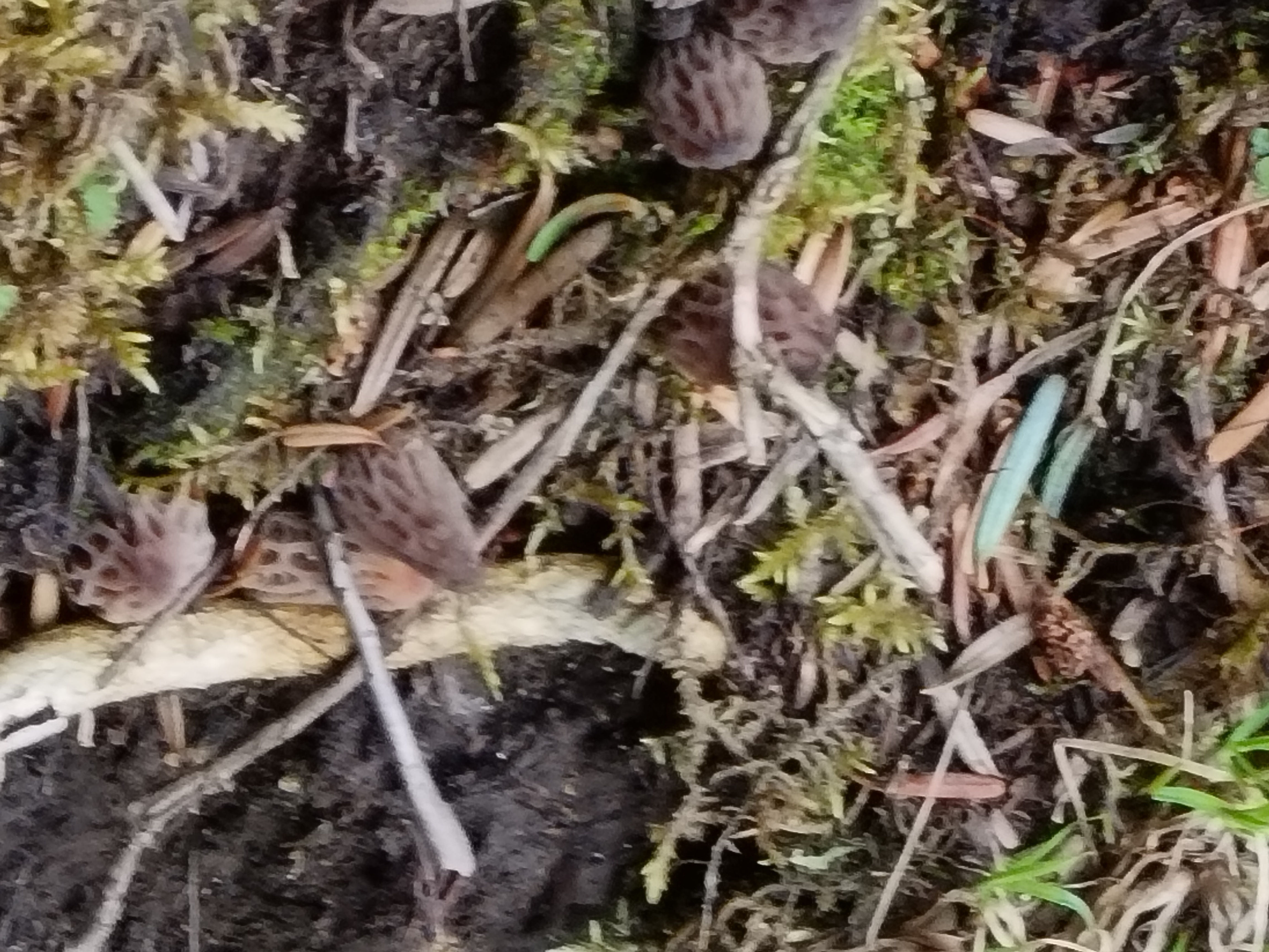 展示四种主要羊肚菌品种的实物对比:左侧为梯棱羊肚菌(大型、浅褐、规则蜂窝)、中间为尖顶羊肚菌(小型、深褐、尖锥形)、右侧为粗柄羊肚菌(菌柄粗壮、盖短)、下方为半开羊肚菌(不完全分离、形态不规则)。背景为自然林地环境,配有标尺显示尺寸差异 羊肚菌不同品种对比图