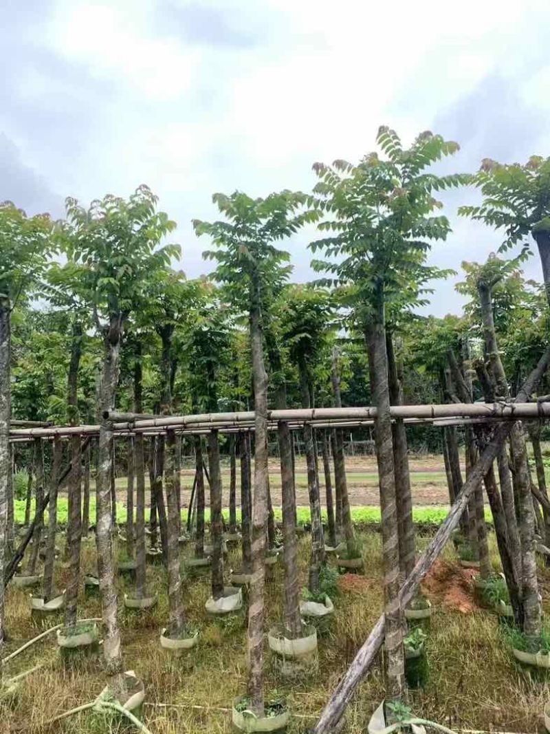 光杆麻楝8～15公分基地直销规格齐全欢迎老板来电咨询合作