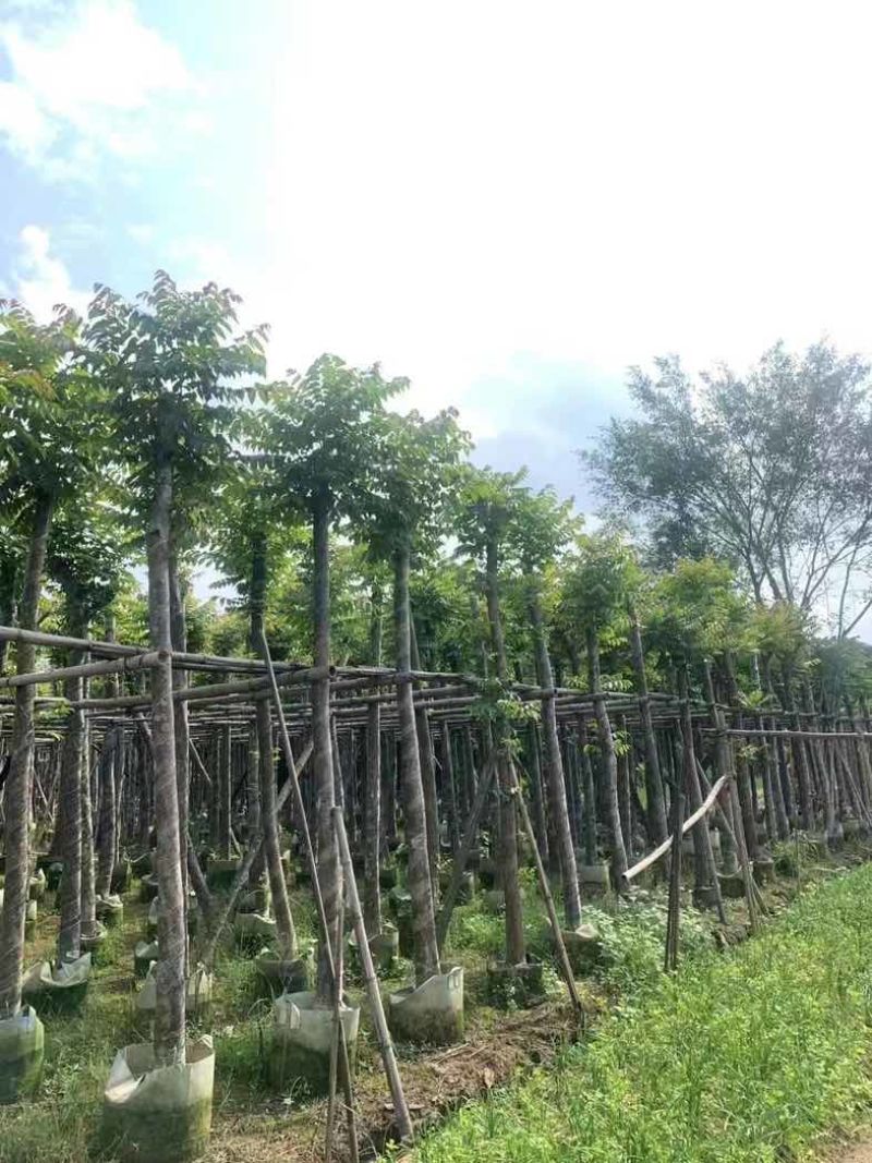 光杆麻楝8～15公分基地直销规格齐全欢迎老板来电咨询合作