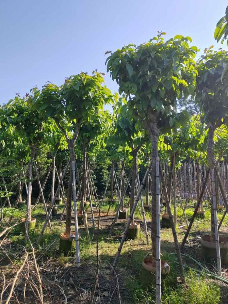 大叶紫薇10～13公分基地直销规格齐全欢迎老板来电咨询