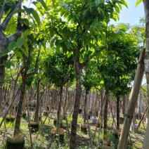 大叶紫薇10～13公分基地直销规格齐全欢迎老板来电咨询