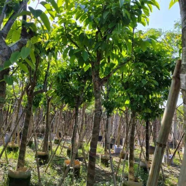 大叶紫薇10～13公分基地直销规格齐全欢迎老板来电咨询