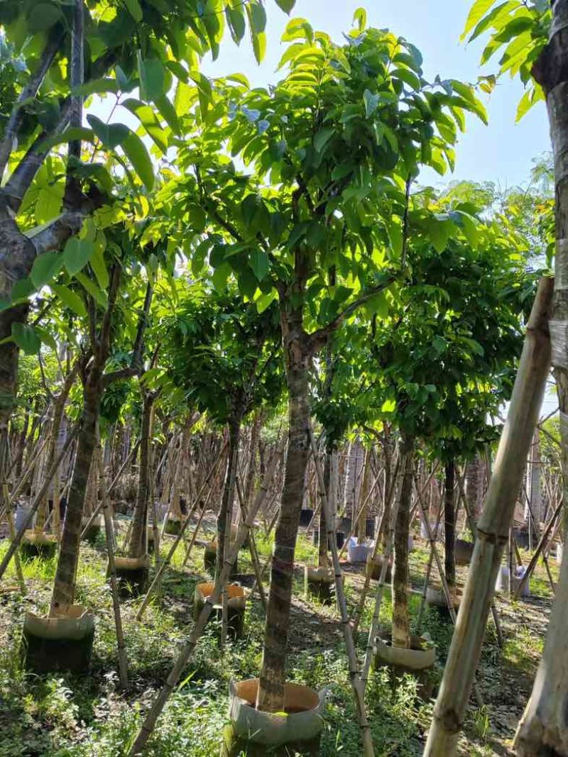 大叶紫薇10～13公分基地直销规格齐全欢迎老板来电咨询