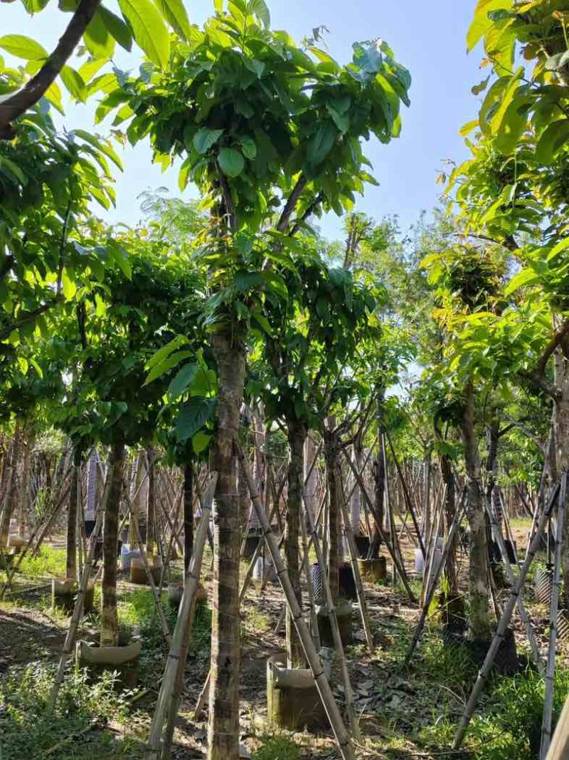 大叶紫薇10～13公分基地直销规格齐全欢迎老板来电咨询