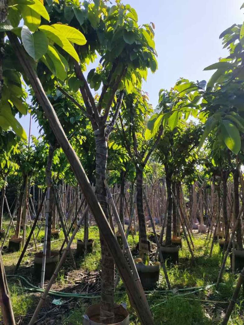 大叶紫薇10～13公分基地直销规格齐全欢迎老板来电咨询
