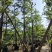 小叶榄仁树12～15公分基地直销规格齐全欢迎老板来电咨询