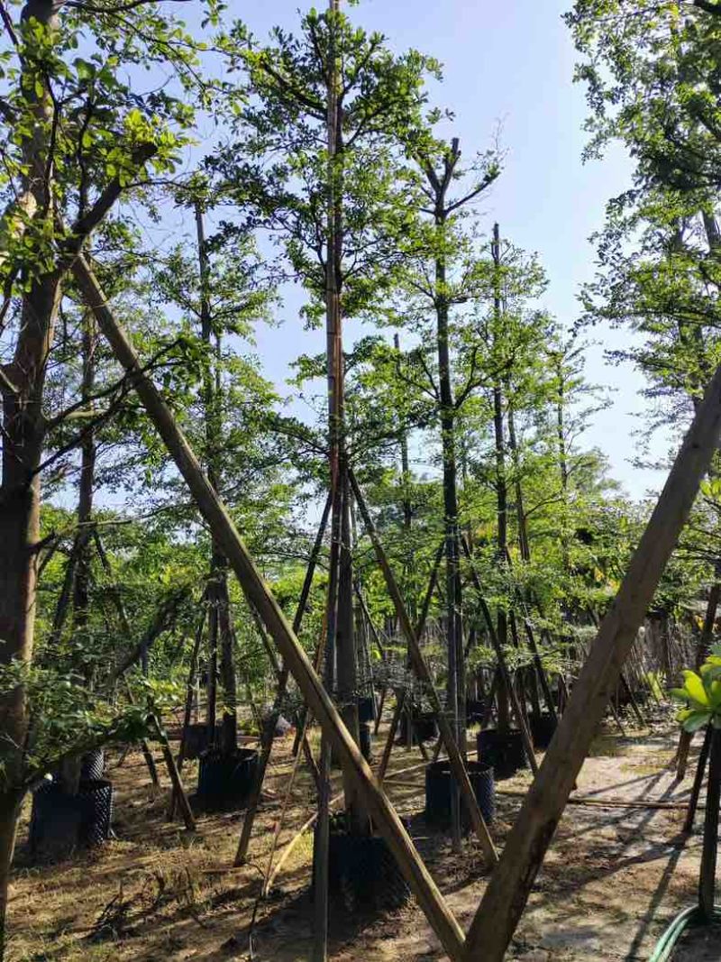 小叶榄仁树12～15公分基地直销规格齐全欢迎老板来电咨询