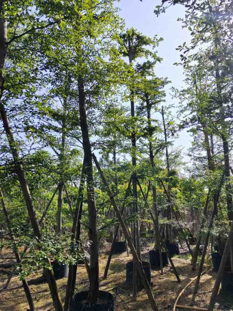 小叶榄仁树12～15公分基地直销规格齐全欢迎老板来电咨询