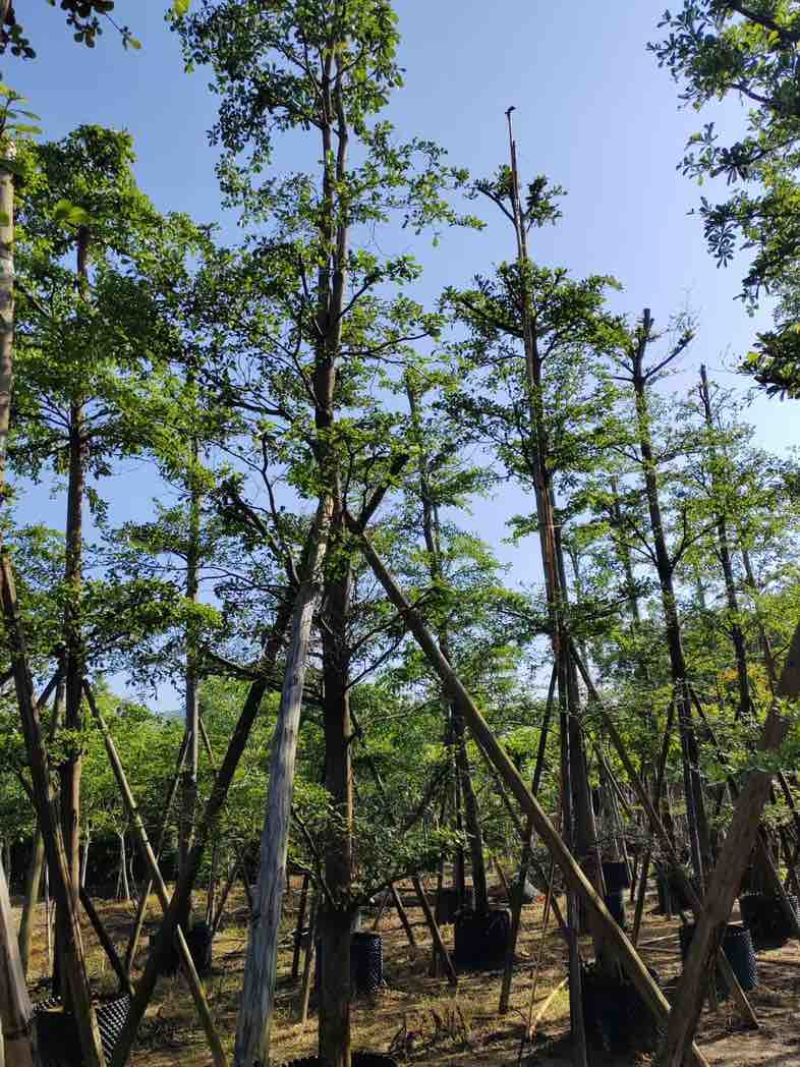 小叶榄仁树12～15公分基地直销规格齐全欢迎老板来电咨询