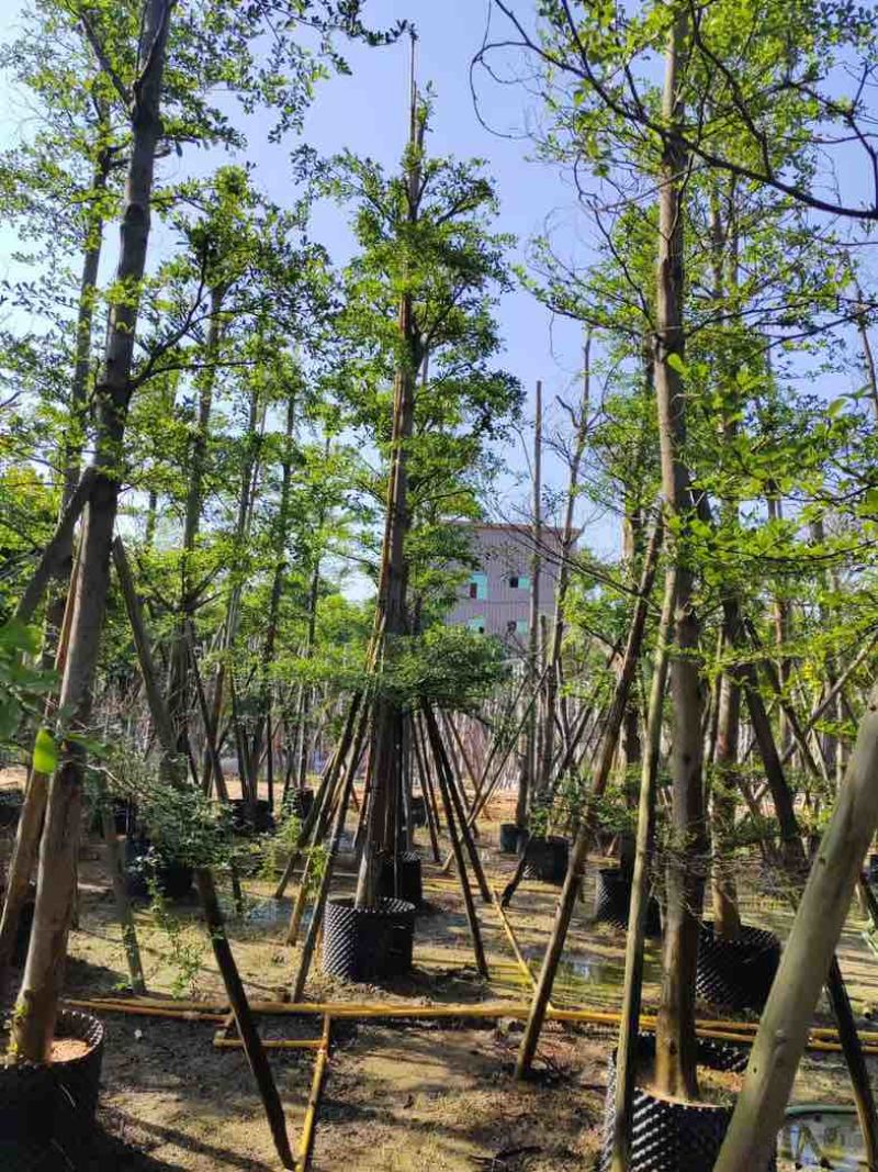 小叶榄仁树12～15公分基地直销规格齐全欢迎老板来电咨询