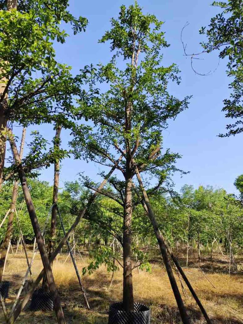 小叶榄仁树12～15公分基地直销规格齐全欢迎老板来电咨询