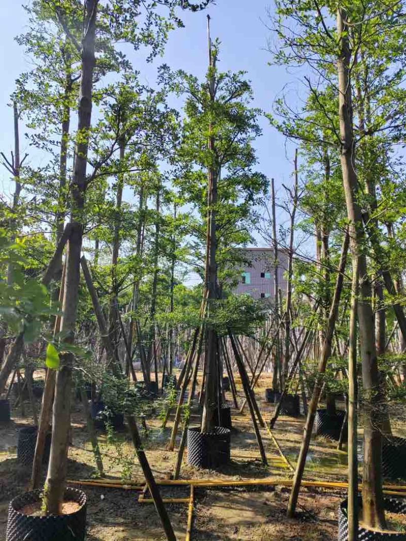 小叶榄仁树12～15公分基地直销规格齐全欢迎老板来电咨询