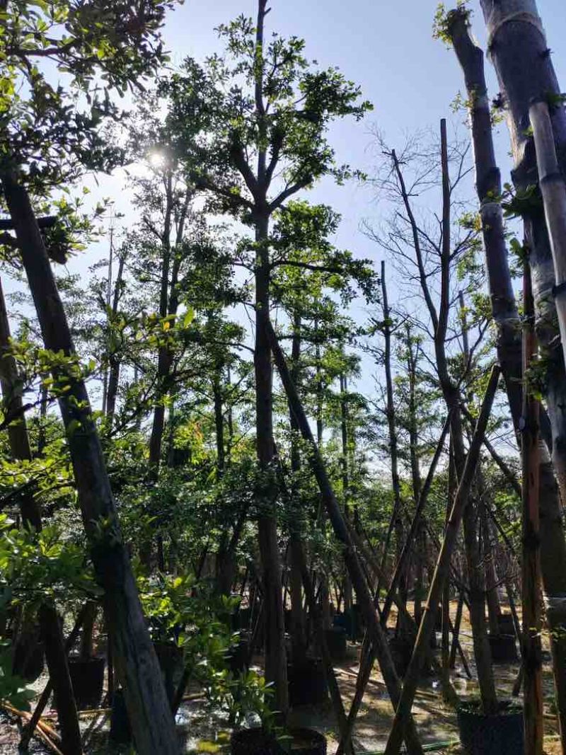 小叶榄仁树12～15公分基地直销规格齐全欢迎老板来电咨询